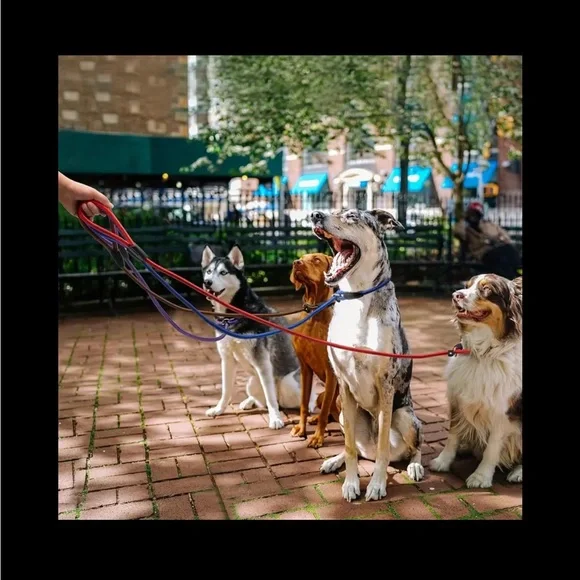 Dog Slip Nylon Leash 🪢 CHOOSE COLOR~ 5 Feet Long Black/Red/Blue - Picture 7 of 8